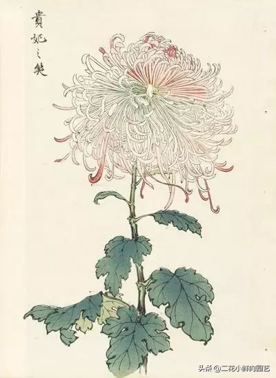 100种花卉绘画,100多张花卉线描手稿素材赶快收藏