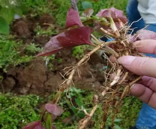 贵阳不光是辣味的，还有一种味道叫折耳根！