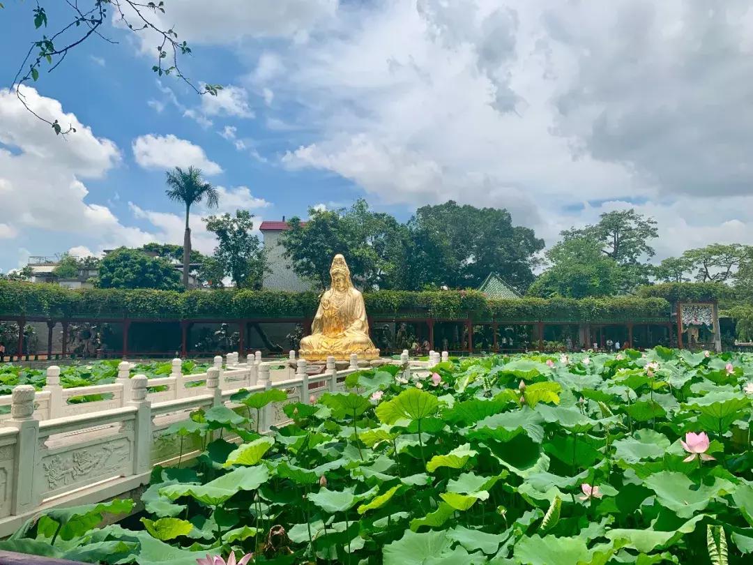 又到一年赏荷季又见荷花,广州莲花山荷花