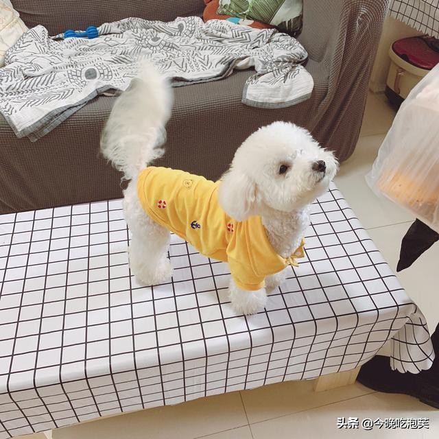 比熊来姨妈是怎么回事,比熊来姨妈会不会痛