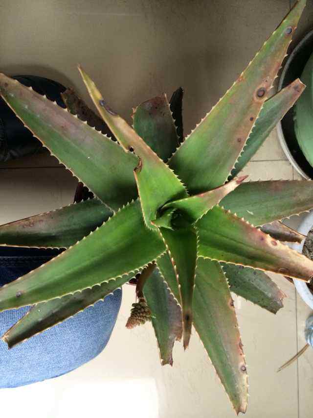 芦荟叶子发黄能用吗,芦荟叶子发红是什么原因