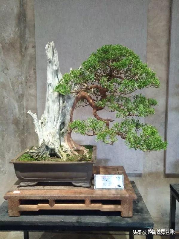 閲戝脊瀛愬湪鐩嗘櫙涓殑鍦颁綅,姒嗘爲鍦ㄧ泦鏅晫鍦颁綅