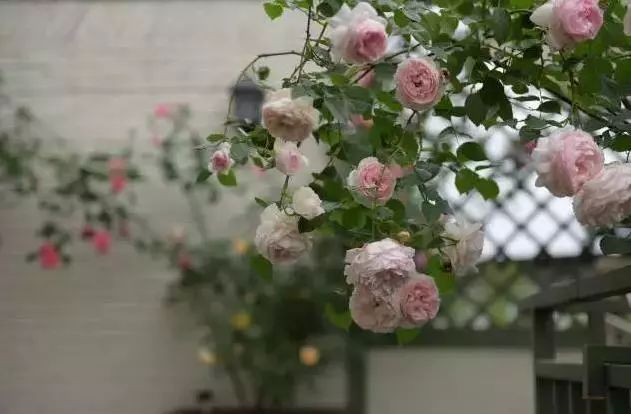 成都周边1小时车程农家乐,成都半小时路程好玩的地方