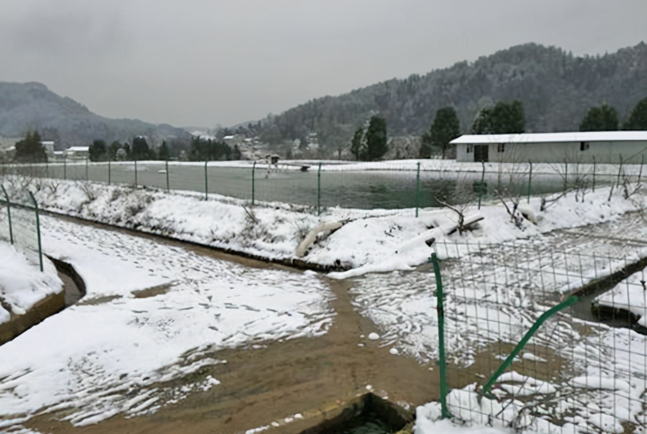 倒春寒螃蟹塘怎么办,低温寒潮鱼塘如何应对