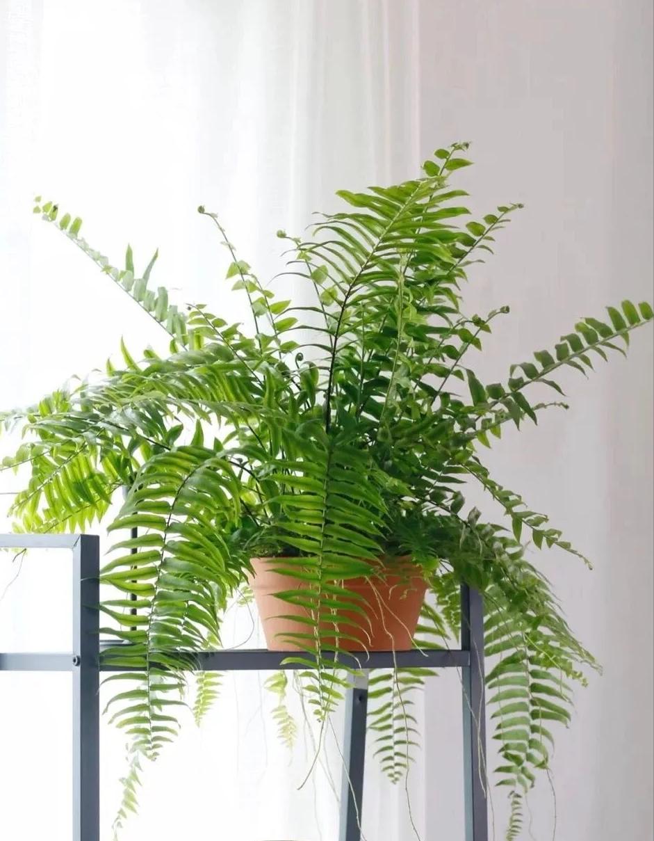 这3种花养在室内长得好,长成瀑布的最好养的花