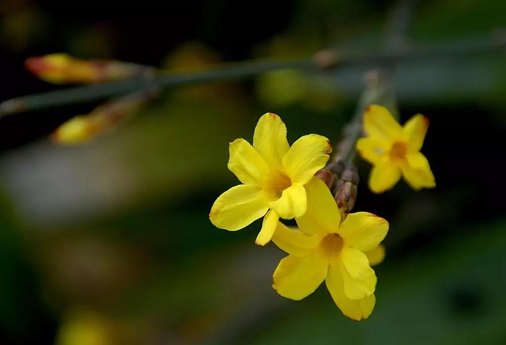迎春花开得早,迎春花花开得早