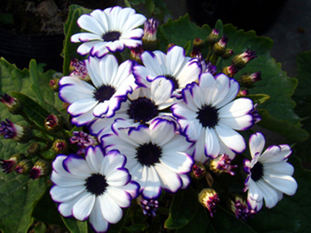 瓜叶菊越冬注意事项,瓜叶菊叶子有白粉病怎么处理