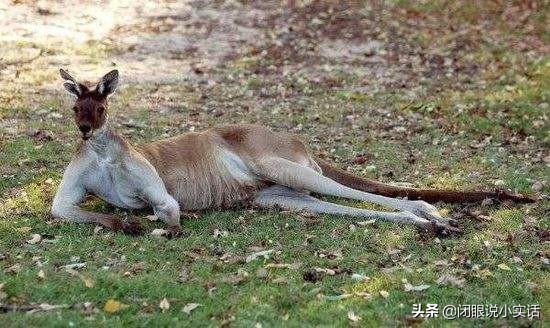 有意思动物冷知识,动物的一些奇特的知识