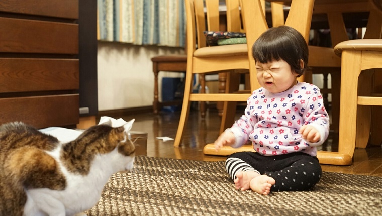 如何激怒喜欢猫咪的人,怎么可以激怒猫咪