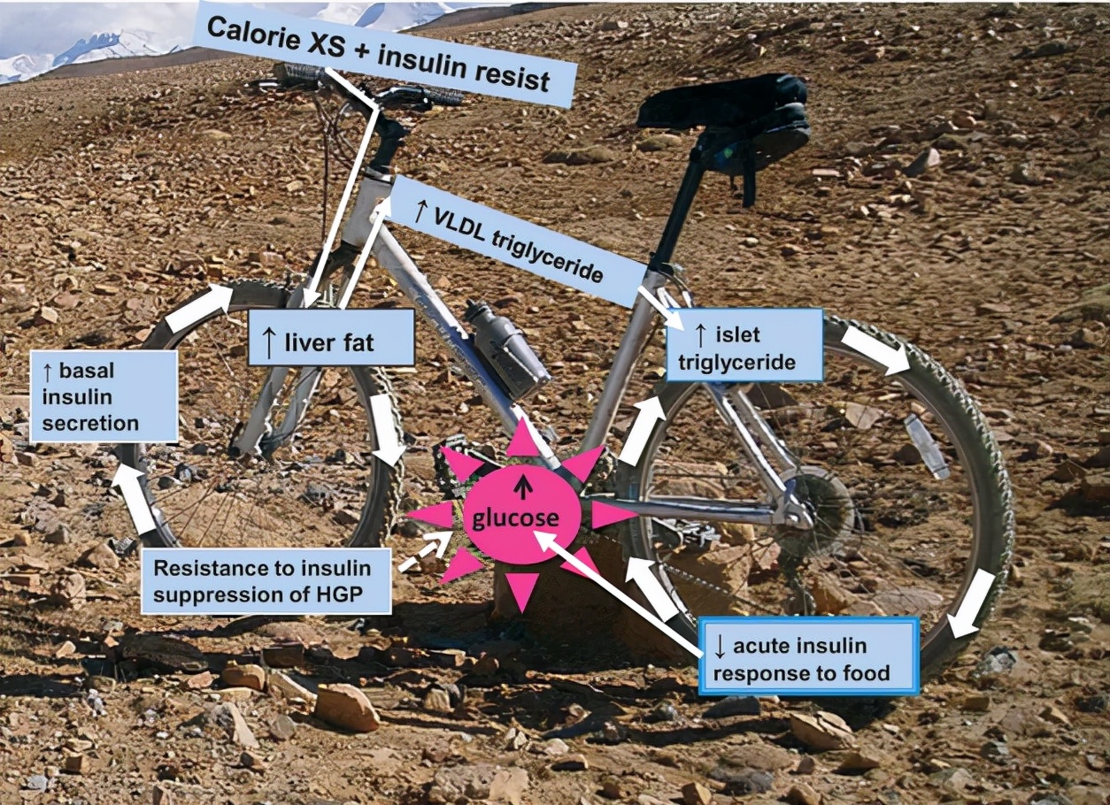 糖尿病消耗的是脂肪还是肌肉,糖尿病如何调养肝脏和胰腺