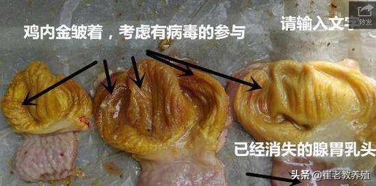 鸡得腺胃炎症状图片,鸡腺胃炎防治方案