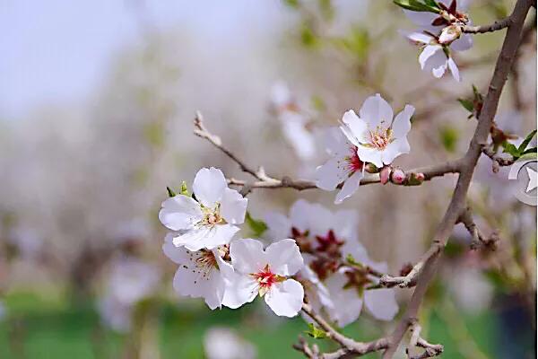 疆果福巴旦木,疆果儿酸奶巴旦木