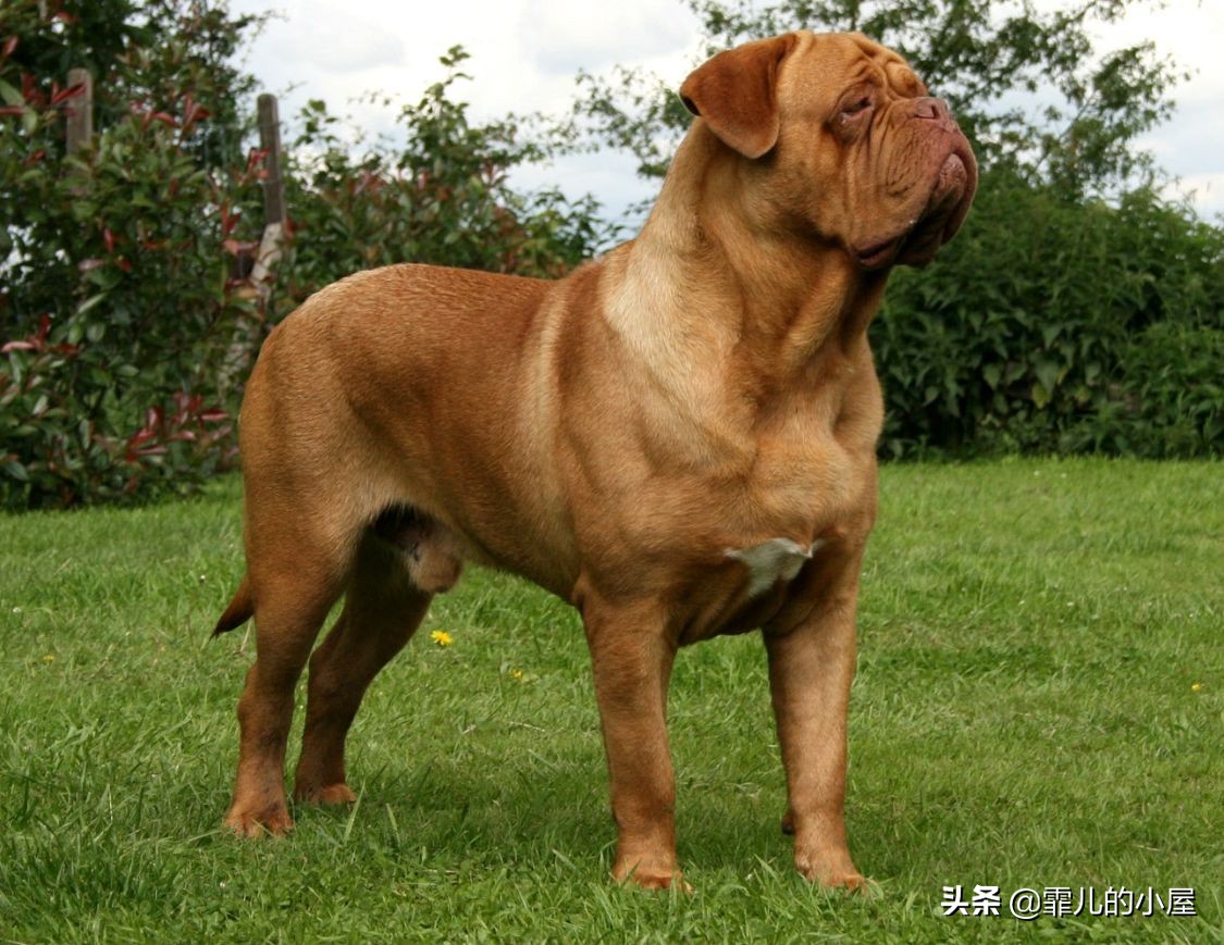 世界上最强悍的獒犬,世界十大獒犬排行榜