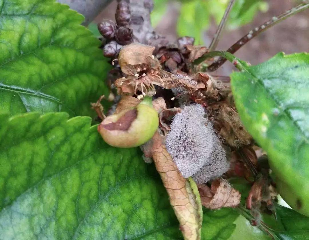 樱桃叶子上的病害有哪几种,樱桃叶子尖发黄是什么病害