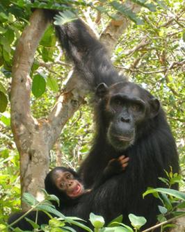 全球病毒溯源最新进展,世界上最臭名昭著的五大病毒