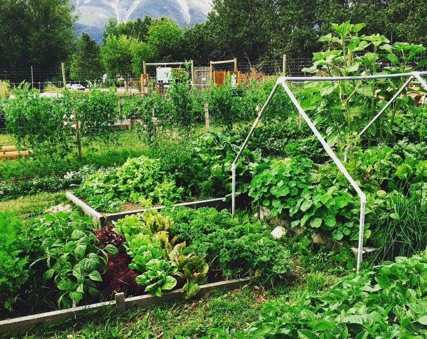 一亩土地怎么能一年赚20万,20亩地的农场该怎样赚钱