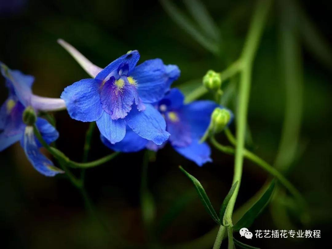 学花艺必备的花语,花艺师要知道的花与花语