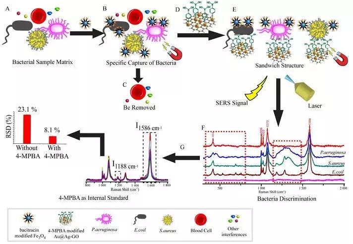 暨南大学：多功能生物传感器，病菌分离、检测、杀灭“三合一”
