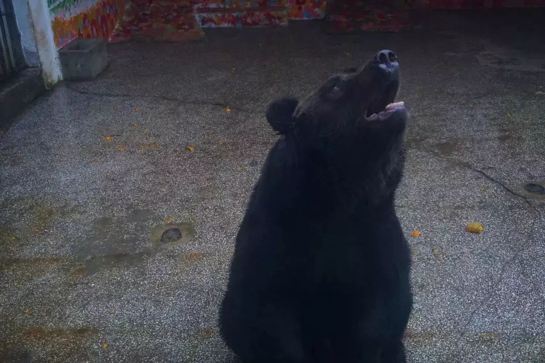 熊出没熊大熊二旅游,熊出没之熊大熊二乐园