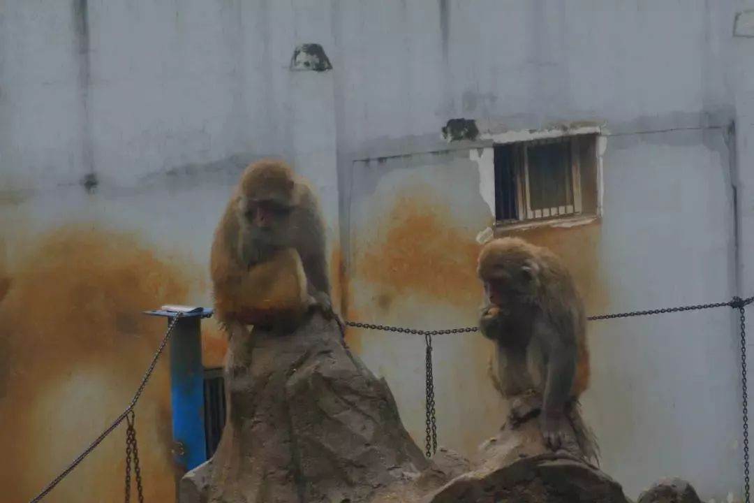 熊出没熊大熊二旅游,熊出没之熊大熊二乐园