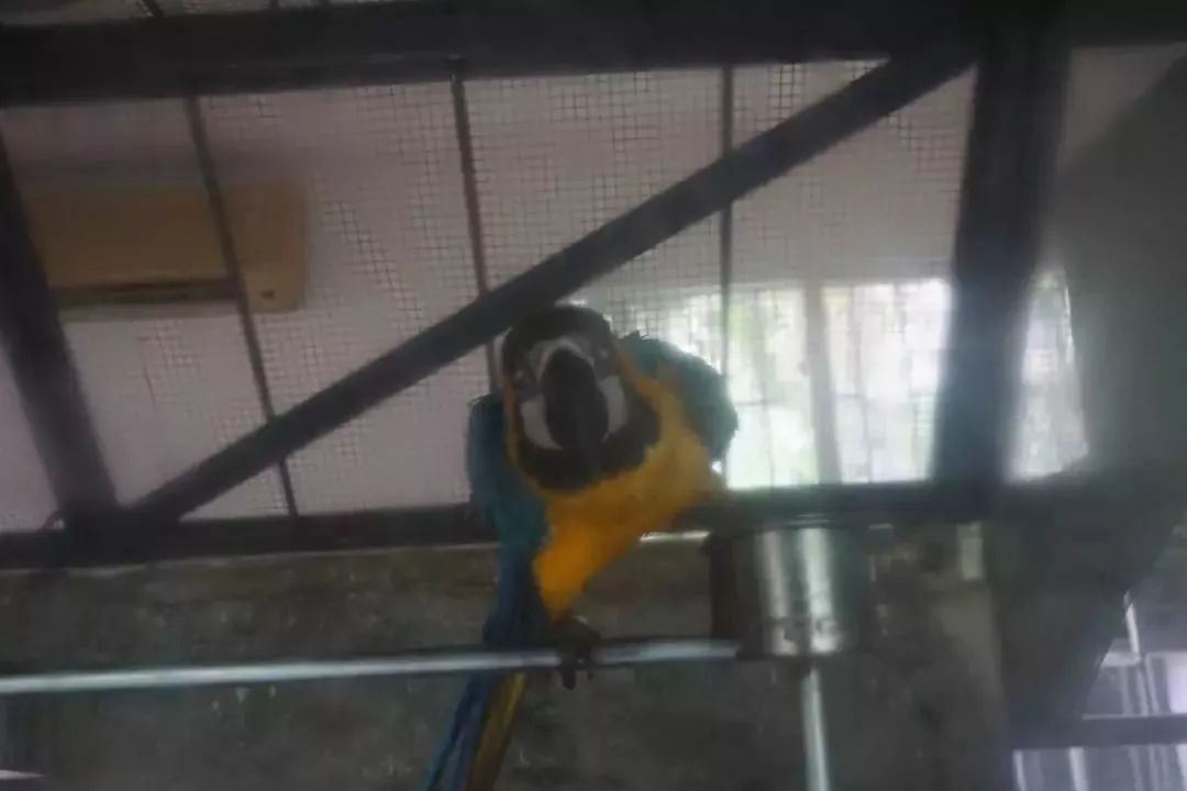 熊出没熊大熊二旅游,熊出没之熊大熊二乐园