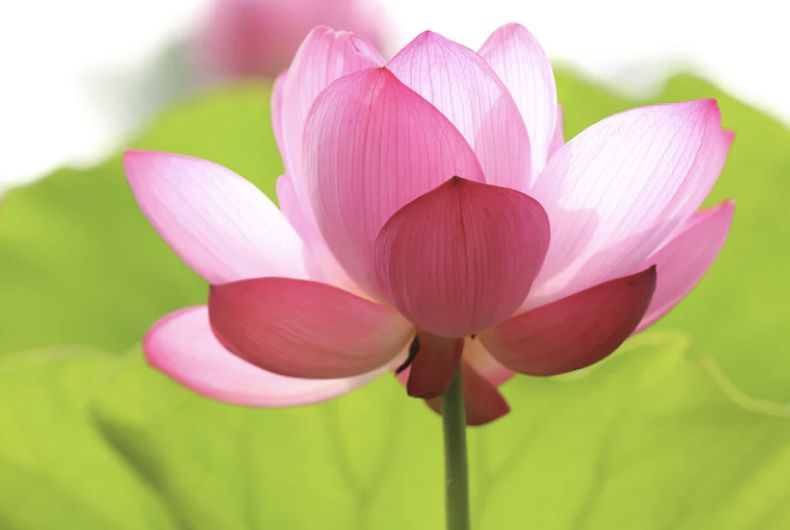 喜讯获奖创历史新高,喜讯获奖