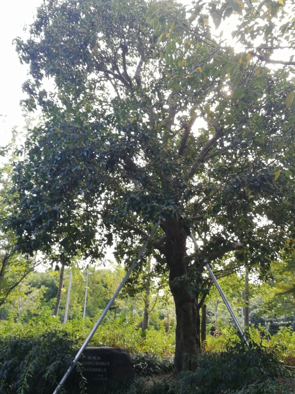 「乐活」寻找秋天的香气,这份赏桂地图请收好~