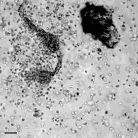 这40个冷知识据说只有1%的人知道 (古代100个绝对颠覆你认知的冷知识)