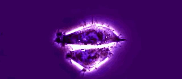 她拥有永生,靠此造福10亿人,死于癌症后,她的细胞带她重生!