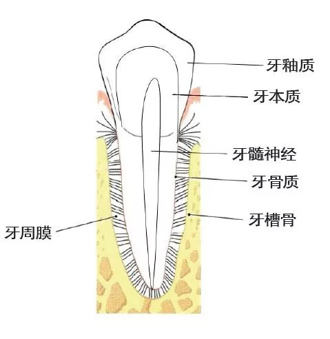 牙龈退缩怎么样刷牙,牙龈退缩牙根暴露怕冷热怎么办