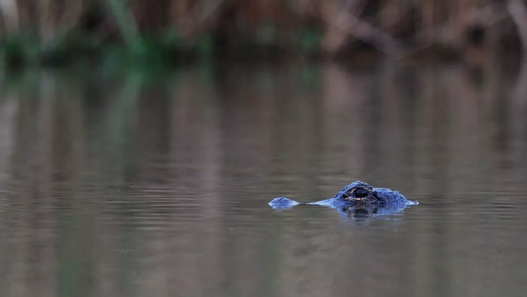 阿拉看环境｜“城市森林中的小生灵”申城有群特殊居民