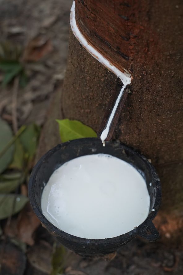 网上卖的几十块乳胶枕是真的,泰国原装进口乳胶枕儿童