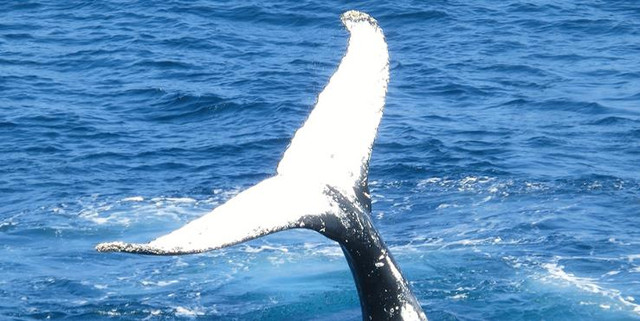 斯里兰卡10天自由行攻略,上海飞斯里兰卡路线