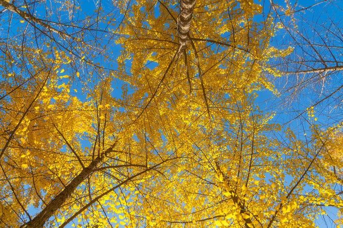 深秋赏银杏图片,金秋银杏观赏