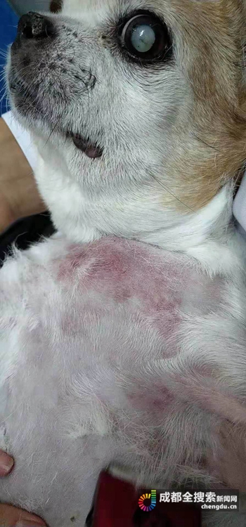 流浪狗吉娃娃肿得像兔子成都市民、宠物医院爱心救治