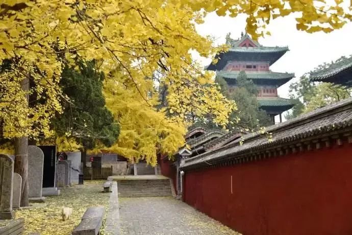 河南看红叶最好的地方,河南红叶最佳观赏时间表