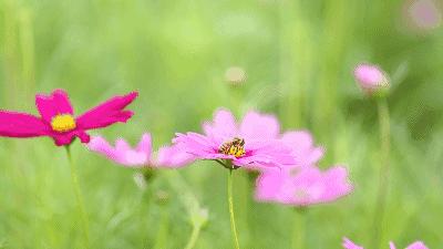 带你看美丽的厦门海边美景,厦门海洋最美丽的风景