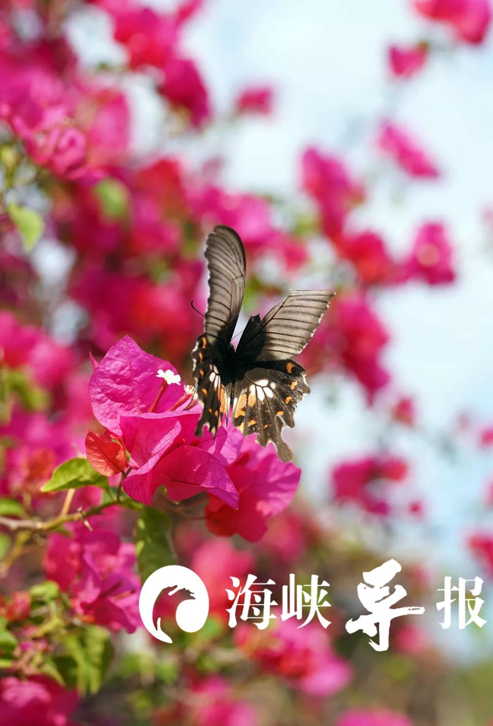 带你看美丽的厦门海边美景,厦门海洋最美丽的风景