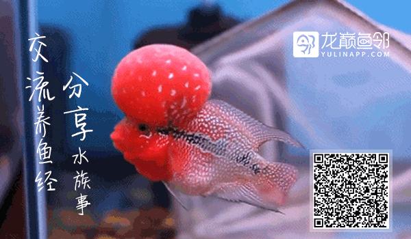 谨以此篇文章献给所有的爸爸,谨以此书献给所有守护光明的人