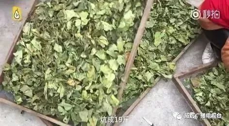 身价暴涨！威远农村这东西竟然卖300一斤？目前满地都是！