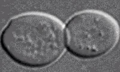 46项专利的汉麻袜,7天不洗也不臭,99.9%高效抑菌,秒速排汗-5℃