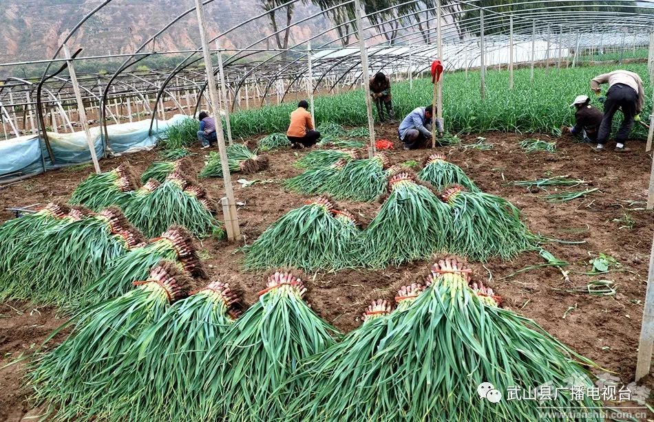 武山县的蒜苗今年价格,武山郭家庄大丰收挖蒜苗