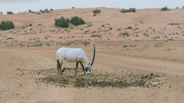 西厢房|沙漠中的极致野奢,每间都有私家泳池,羚羊会还会来泳池喝水