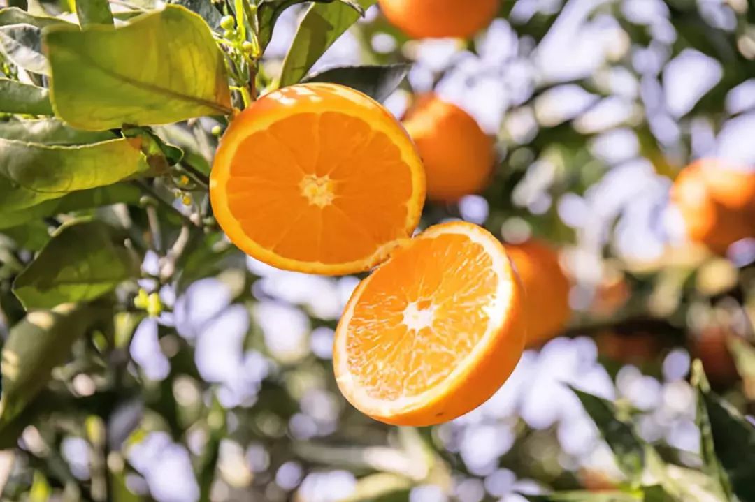 2021年什么品种的水果最有前景,近年最具前景的水果品种