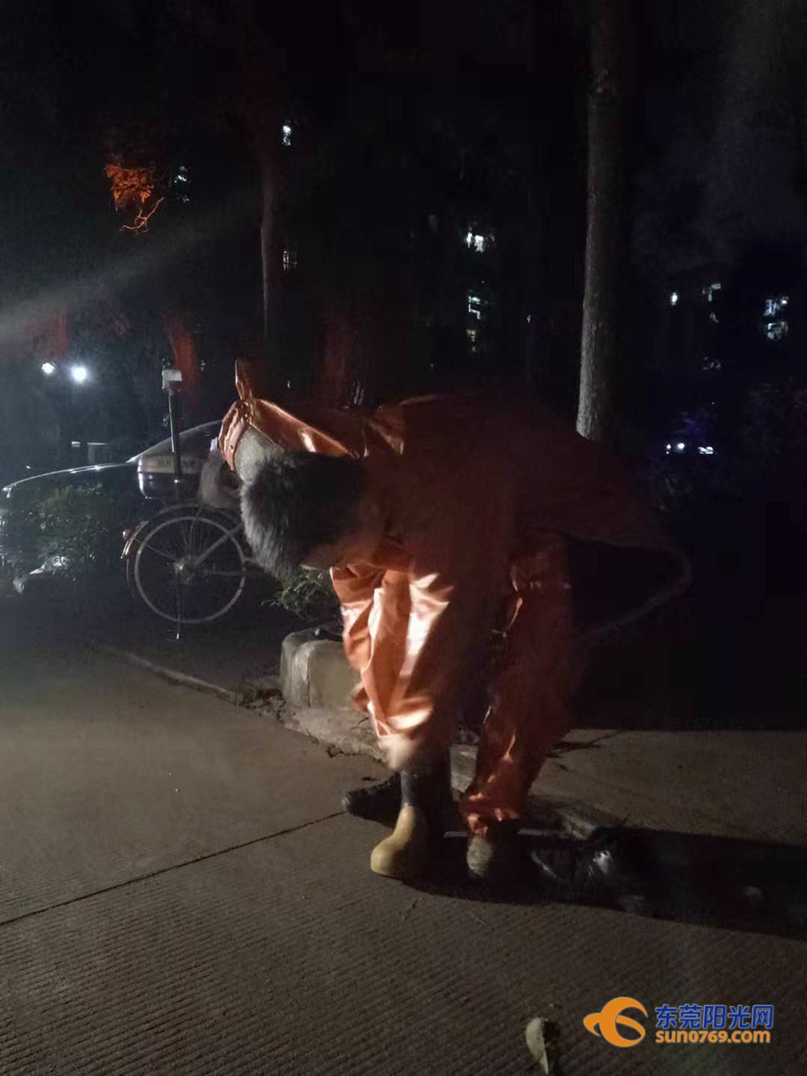 清溪一住宅小区藏了两个“足球窝”，上面爬满了马蜂