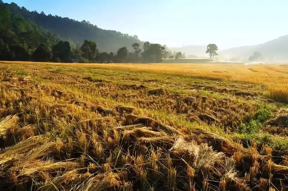 秋天的味道,秋天的味道朗读版