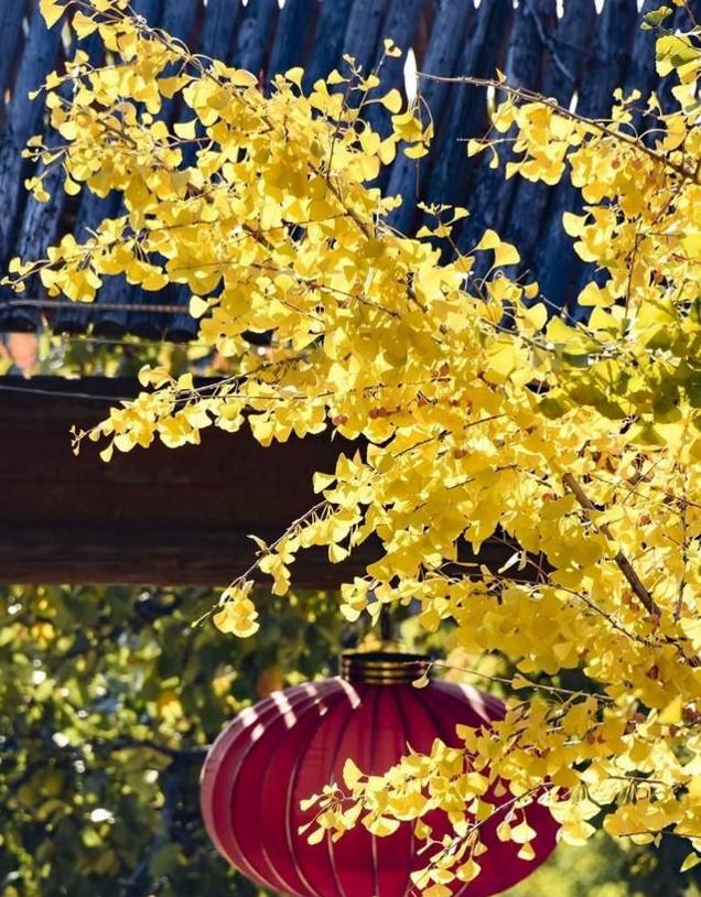 北方最大的银杏林在哪里,中国最大面积的银杏树林在哪里