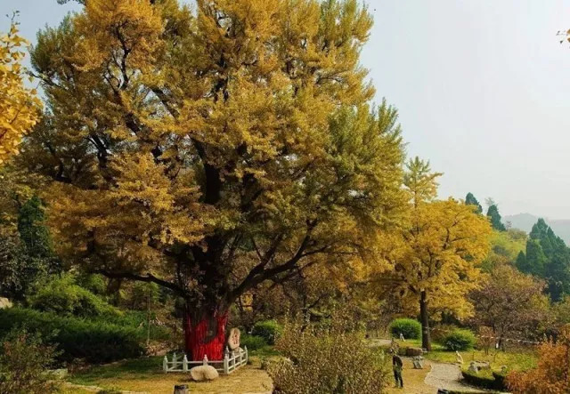 北方最大的银杏林在哪里,中国最大面积的银杏树林在哪里