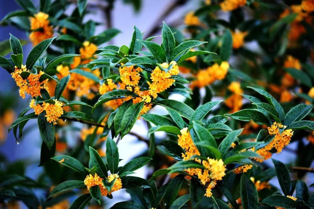 常州人气爆棚,常州火爆现场