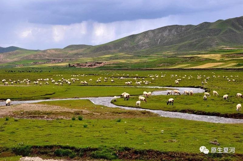 四川省阿坝州的甘加藏羊,甘肃夏河甘加藏羊价格